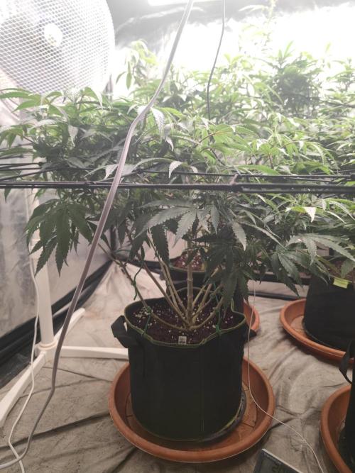 14-14 Blue Zushi L.E. "Grower Choice". Week 18