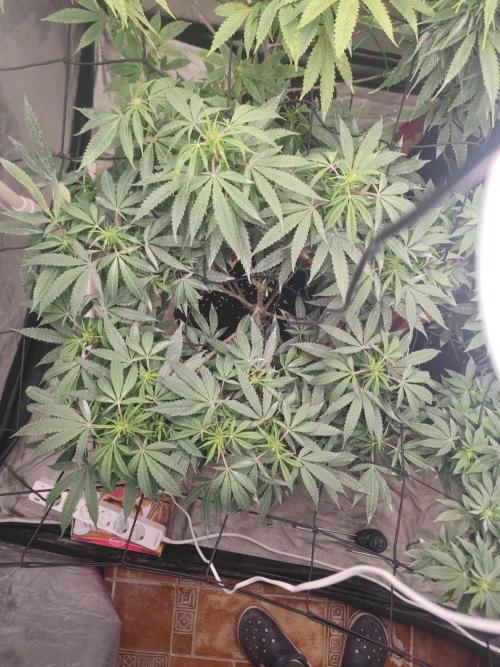 14-14 Blue Zushi L.E. "Grower Choice". Week 18