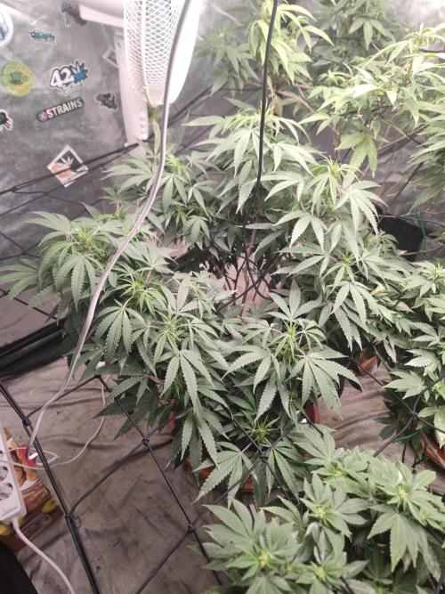 14-14 Blue Zushi L.E. "Grower Choice". Week 18