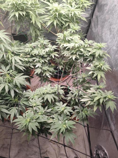 14-14 Tropimango "Philosopher Seeds" FEM. Week 18