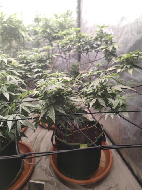 14-14 Tropimango "Philosopher Seeds" FEM. Week 18