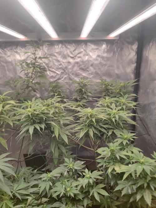 14-14 Amnesia Fast CBD "GB Strains" FEM. Week 18