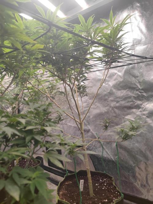 14-14 Amnesia Fast CBD "GB Strains" FEM. Week 18