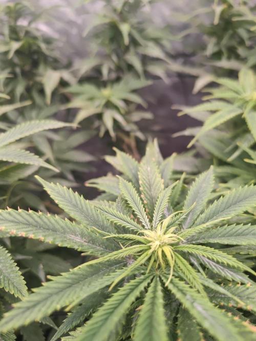 14-14 Amnesia Fast CBD "GB Strains" FEM. Week 18