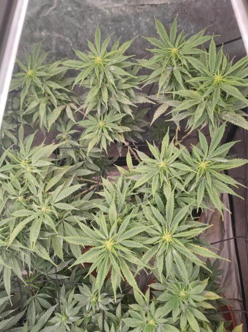 14-14 Amnesia Fast CBD "GB Strains" FEM. Week 18