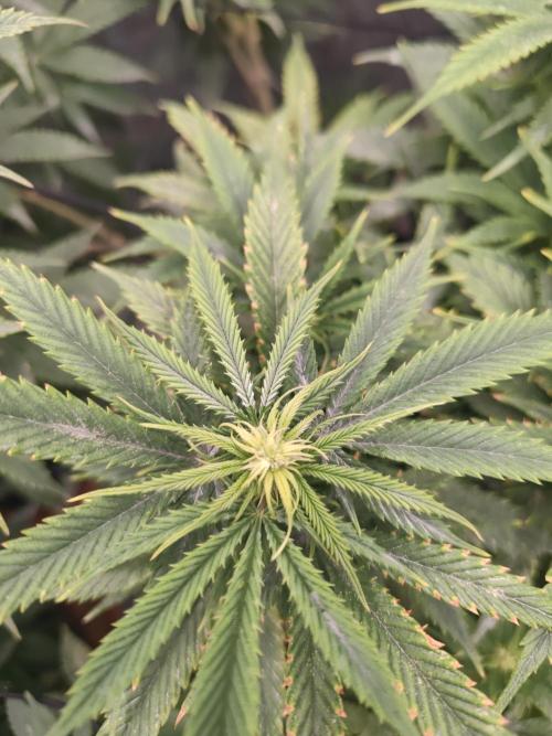 14-14 Amnesia Fast CBD "GB Strains" FEM. Week 18