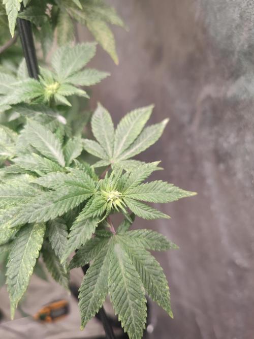 14-14 Tropimango "Philosopher Seeds" FEM. Week 18