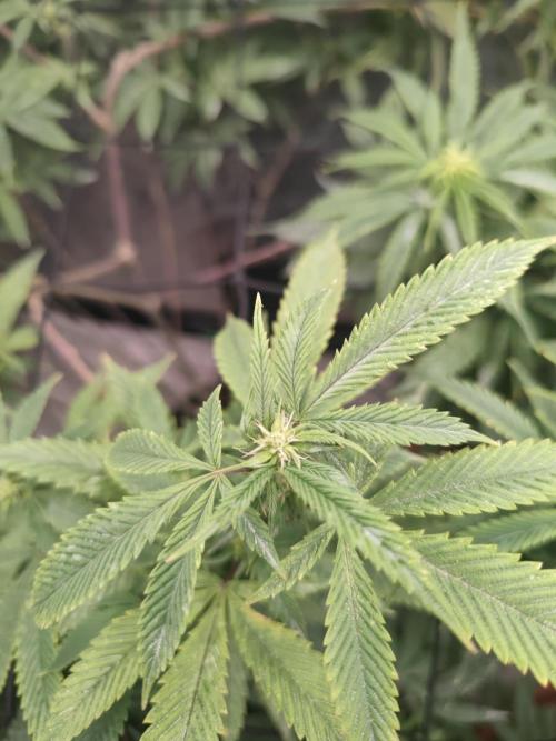 14-14 Platinum OG "GB Strains" FEM. Week 18