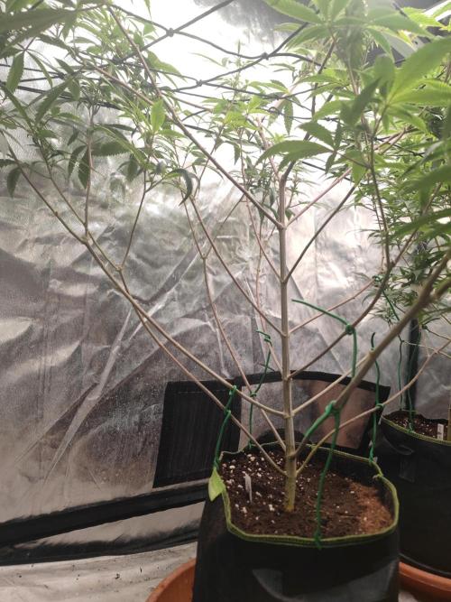 14-14 Platinum OG "GB Strains" FEM. Week 18