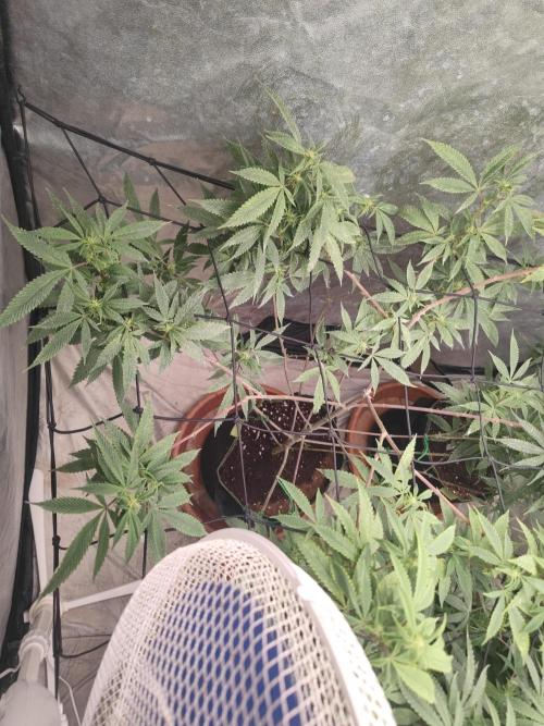 14-14 Platinum OG "GB Strains" FEM. Week 18