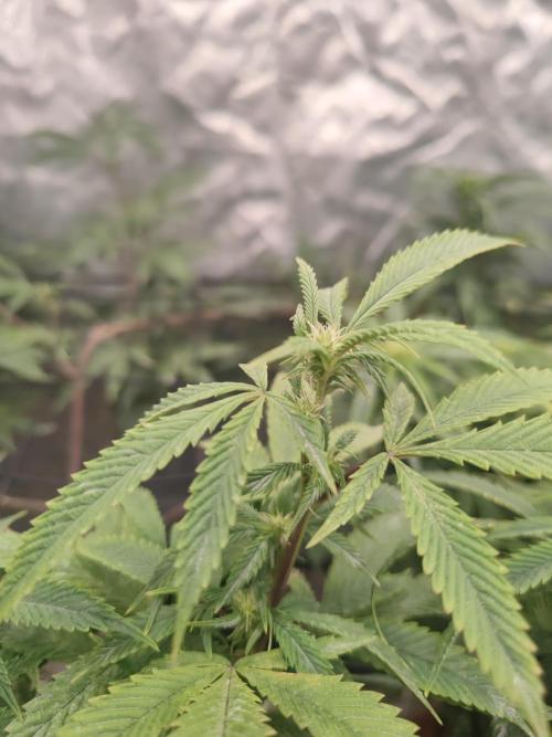 14-14 Platinum OG "GB Strains" FEM. Week 18