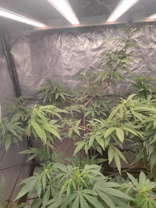 14-14 Platinum OG "GB Strains" FEM. Week 18