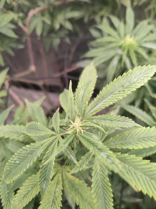 14-14 Platinum OG "GB Strains" FEM. Week 18