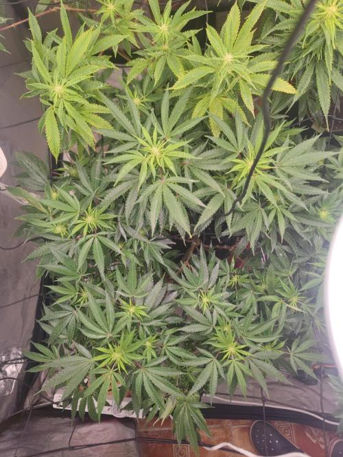 14-14 Blue Zushi L.E. "Grower Choice". Week 19