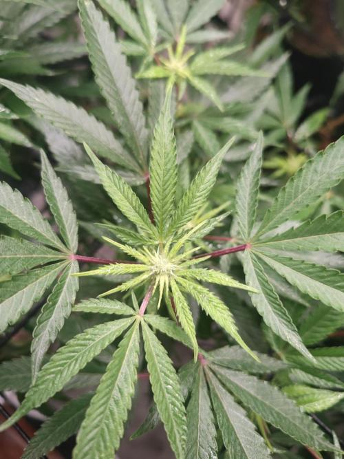 14-14 Blue Zushi L.E. "Grower Choice". Week 19