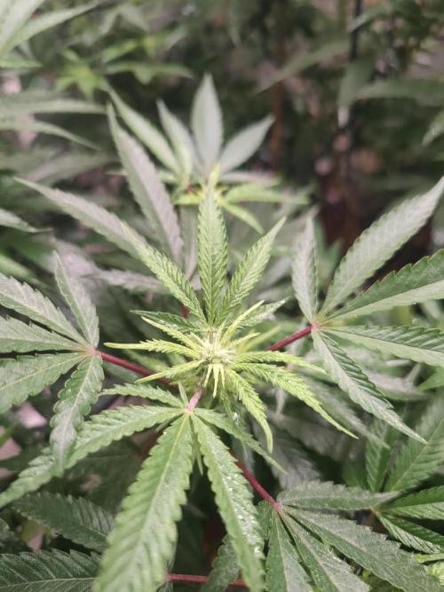 14-14 Blue Zushi L.E. "Grower Choice". Week 19