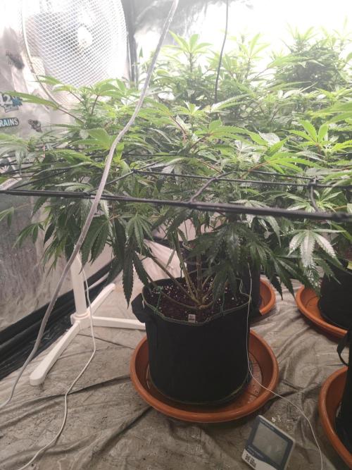 14-14 Blue Zushi L.E. "Grower Choice". Week 19