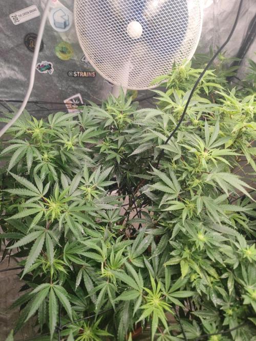 14-14 Blue Zushi L.E. "Grower Choice". Week 19