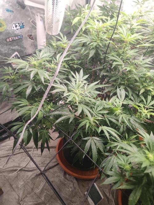 14-14 Blue Zushi L.E. "Grower Choice". Week 19