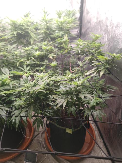 14-14 Tropimango "Philosopher Seeds" FEM. Week 19