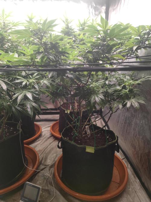 14-14 Tropimango "Philosopher Seeds" FEM. Week 19