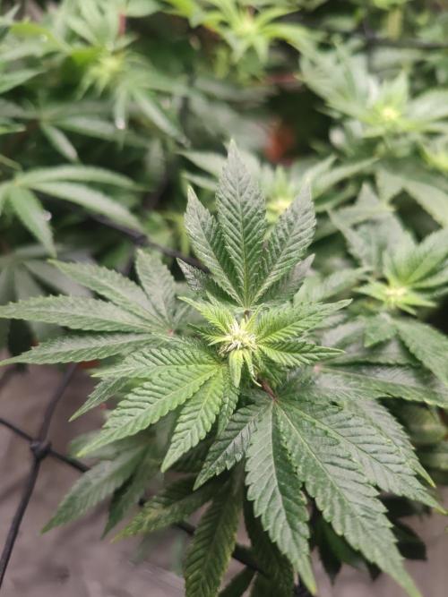 14-14 Tropimango "Philosopher Seeds" FEM. Week 19