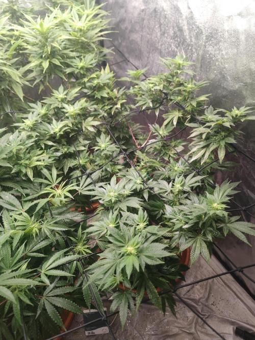 14-14 Tropimango "Philosopher Seeds" FEM. Week 19