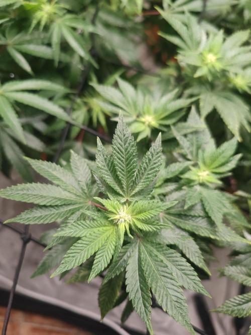 14-14 Tropimango "Philosopher Seeds" FEM. Week 19