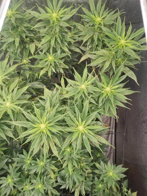 14-14 Amnesia Fast CBD "GB Strains" FEM. Week 19