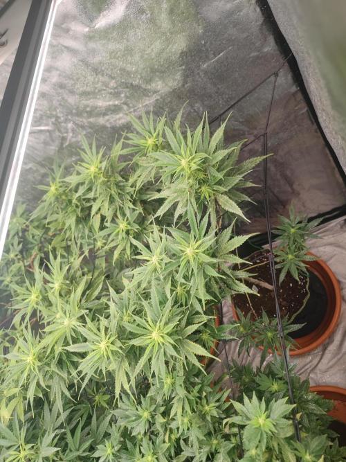 14-14 Amnesia Fast CBD "GB Strains" FEM. Week 19