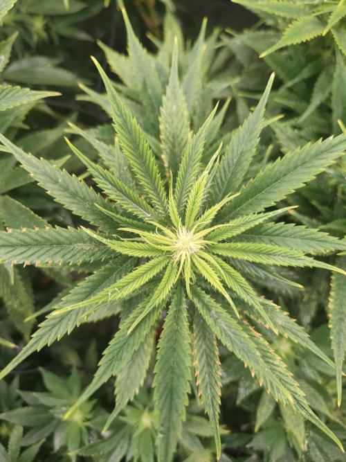 14-14 Amnesia Fast CBD "GB Strains" FEM. Week 19