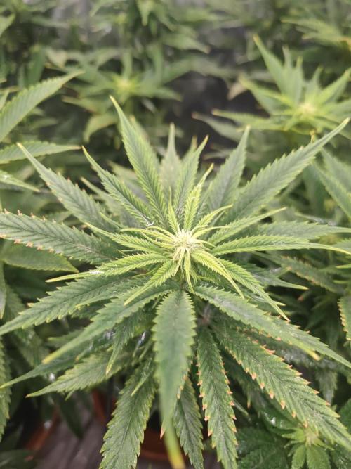 14-14 Amnesia Fast CBD "GB Strains" FEM. Week 19