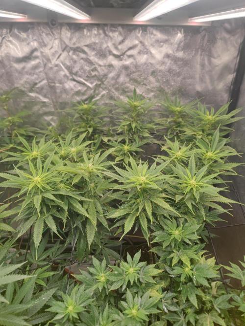 14-14 Amnesia Fast CBD "GB Strains" FEM. Week 19