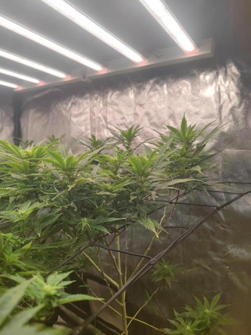 14-14 Amnesia Fast CBD "GB Strains" FEM. Week 19