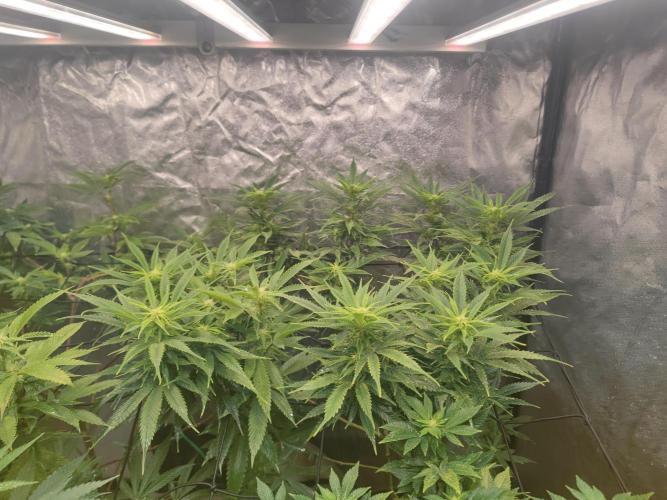 14-14 Amnesia Fast CBD "GB Strains" FEM. Week 19