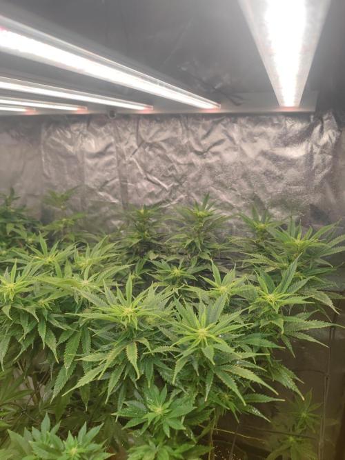 14-14 Amnesia Fast CBD "GB Strains" FEM. Week 19