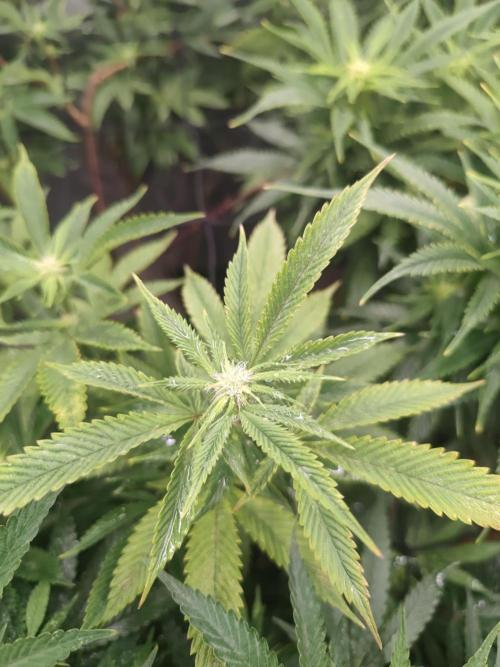 14-14 Platinum OG "GB Strains" FEM. Week 19