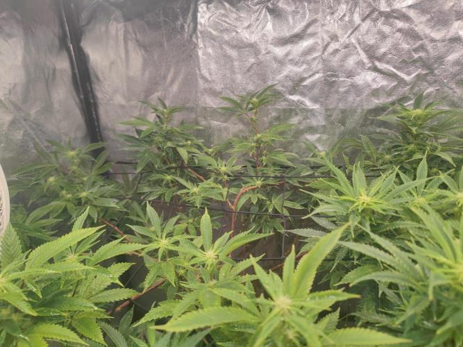 14-14 Platinum OG "GB Strains" FEM. Week 19