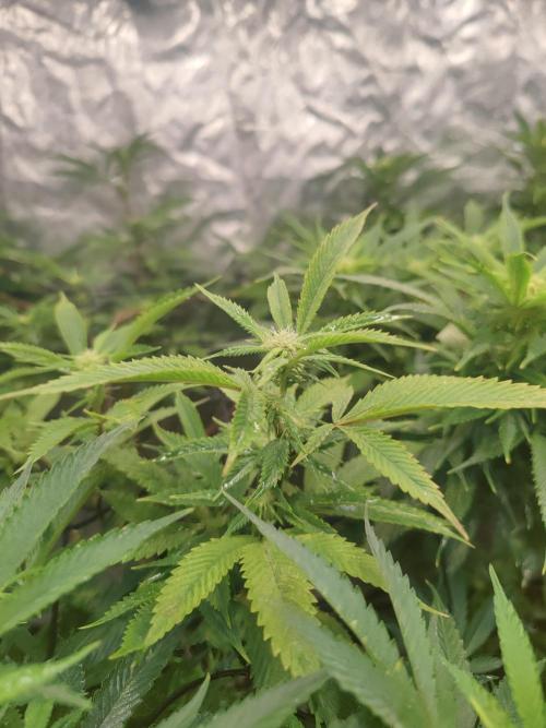 14-14 Platinum OG "GB Strains" FEM. Week 19