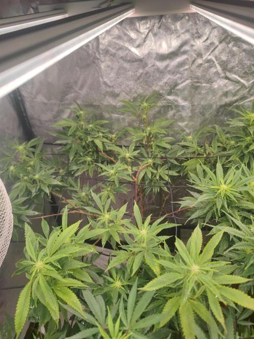 14-14 Platinum OG "GB Strains" FEM. Week 19