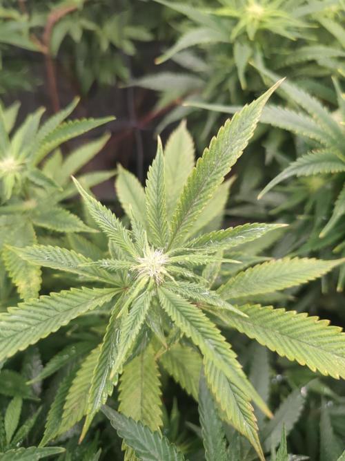 14-14 Platinum OG "GB Strains" FEM. Week 19