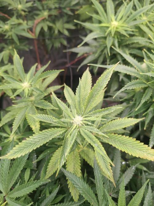 14-14 Platinum OG "GB Strains" FEM. Week 19