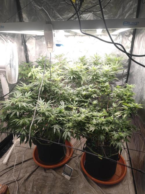 14-14 Platinum OG "GB Strains" FEM. Week 19