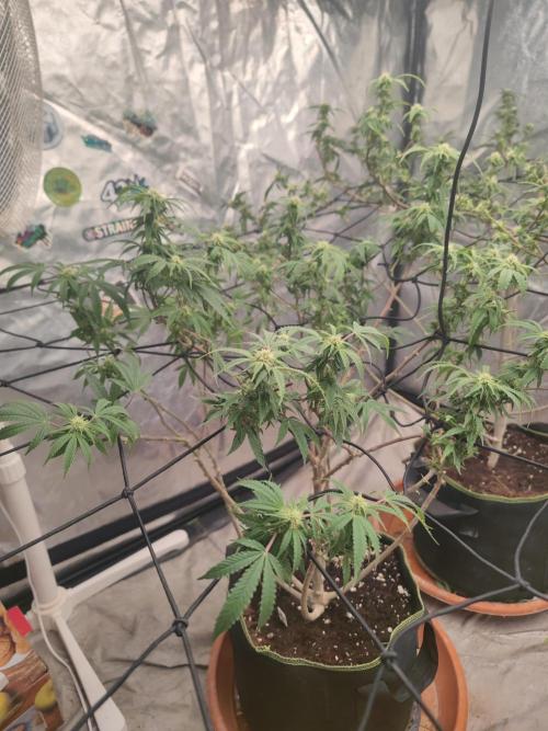 14-14 Blue Zushi L.E. "Grower Choice". Week 20