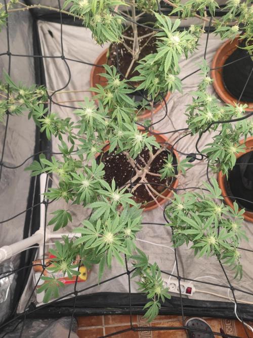 14-14 Blue Zushi L.E. "Grower Choice". Week 20