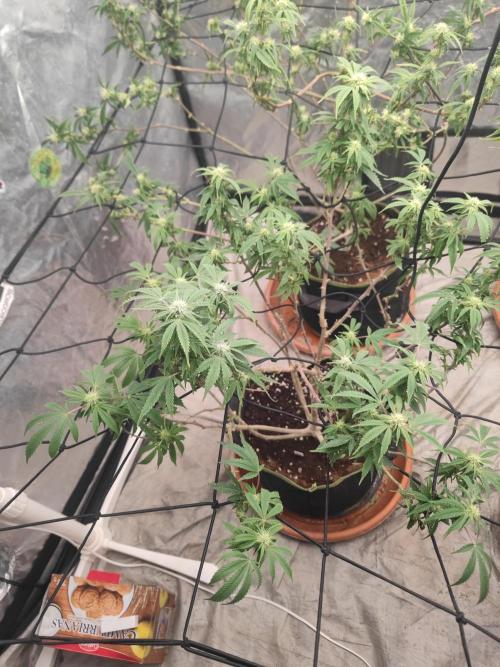 14-14 Blue Zushi L.E. "Grower Choice". Week 20