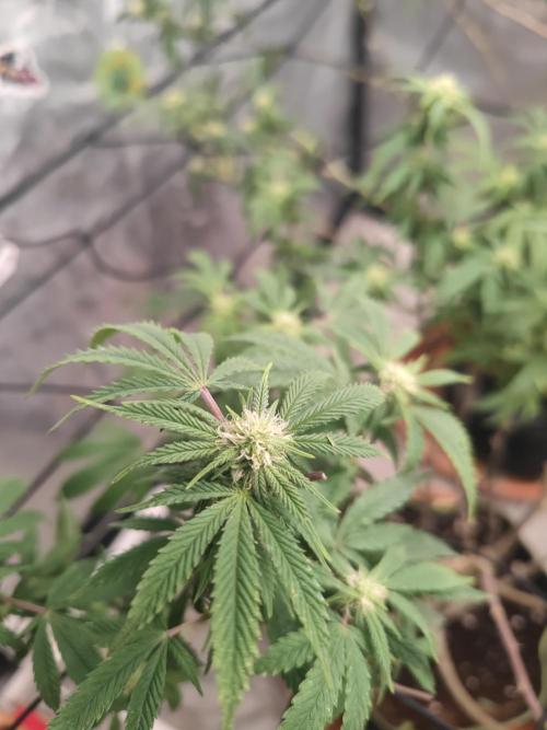 14-14 Blue Zushi L.E. "Grower Choice". Week 20