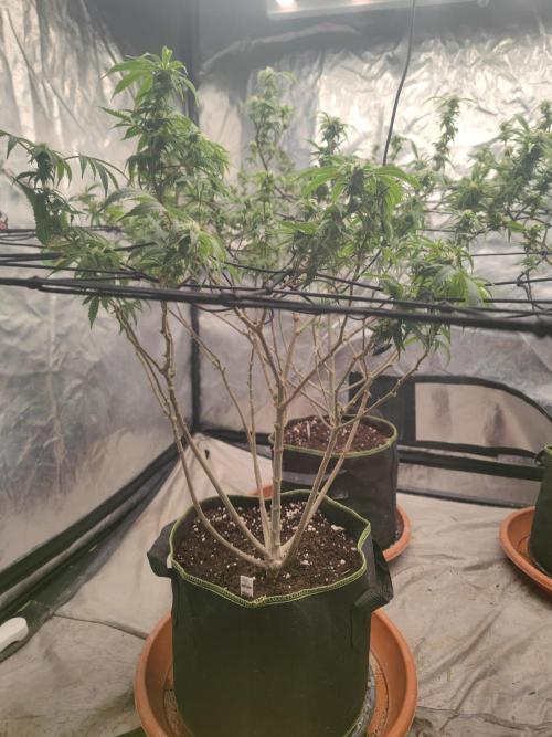 14-14 Blue Zushi L.E. "Grower Choice". Week 20