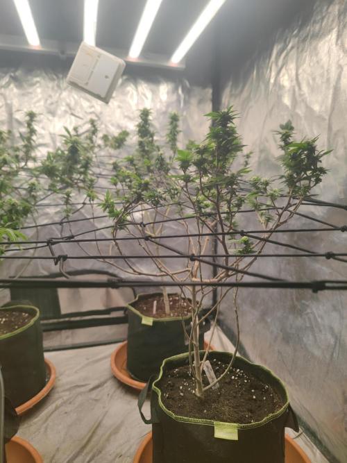 14-14 Tropimango "Philosopher Seeds" FEM. Week 20