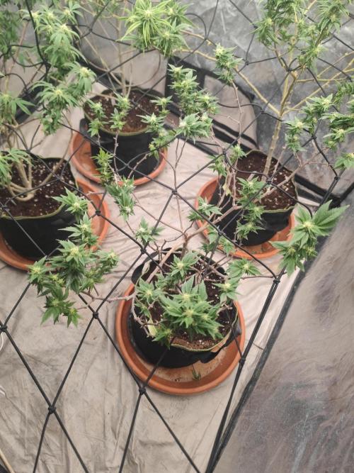 14-14 Tropimango "Philosopher Seeds" FEM. Week 20